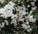 گل یاس سفید
